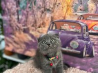 A kalite top kafa scottish fold yavrular