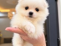 Pomeranian Boo 