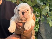 BULLDOG IRKININ EN İYİ DETAYLARI