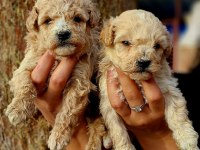 Toy Poodle