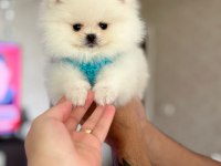 TEACUP AYICIK POMERANİAN