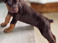 %100 orjinal doberman yavrular kredi kartı geçerlidir