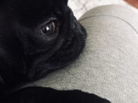 1 YAŞINDA SİYAH DİŞİ PUG ACİL YUVA ARANIYOR