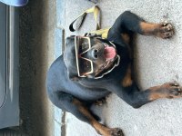 Alman ırkı rottweiler anne baba fotosuda atılacaktır