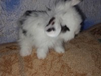 Teddy lop tavşan yavrular mavi göz