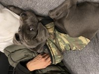 Orjinal cane corso blue aşıları hepsi vardır 5 aylıktır