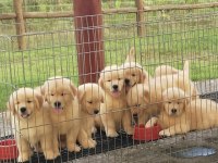 İddialıyız Türkiyenin en iyi golden retriever yavruları