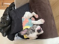 5. 5 AYLIK ERKEK FRENCH BULLDOG ÜCRETLİ