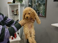 3 aylık toy poodle