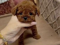 Kore kan tea cup poodle yavrumuz