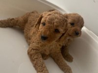 Sevimli Toy Poodle Yavrular Eskişehir