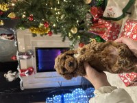 Muhteşem safkan toy poodle