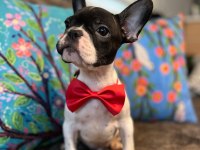 SAFKAN YAKIŞIKLI FRENCH BULLDOG