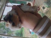 Ginepig ve kafes setleri (tüm yaşam malzemeleri)