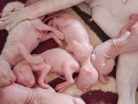4 tene sfenks yavrumuz kaldı çok uygun ve çok sevecenler