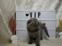 Safkan Top Kafa Scottish Fold Yavrumuz