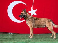 Kral babadan malinois yavrular