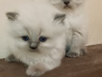 Dişi safkan british longhair
