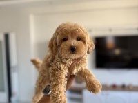 Mini Boy Maltipoo Bebekler