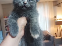 İran Blue Point kırması melez kedimiz