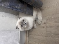Pamuk scottish fold kızımıza yuva arıyoruz
