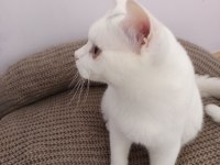 BRİTİSH SHORTHAİR BEYAZ KEDİMİZ YUVASINI ARIYOR