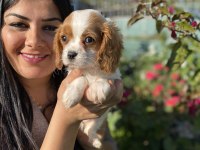 Sağlık ve ırk garantili cavalier king charles yavrularım