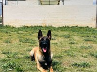 Eğitimli Saf A kalite Belçika kurdu