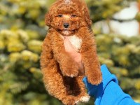 3 aylık toy poodle erkek yavru