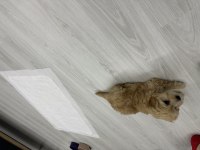 6 aylık apricot maltipoo