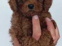 Aşılı Mikro Çipli Pasaportlu Toy Poodle Yavrularımız
