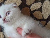 2 aylık scottish fold yavrularımız yeni yuvalarını arıyor