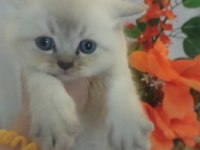 British Shorthair Bebeklerim