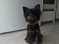 Samimi ve içten akıllı yorkshire terrier