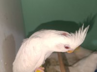 Albino Sultan papağanı Yavru