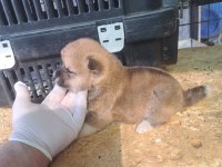 Akita inu yavru 3 aylık yavru köpekler