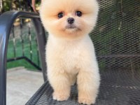 Pomeranian Boo Kusursuz