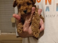 TOY POODLE YAVRUMUZ