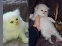 BRİTİSH LONGHAİR & SHORTHAİR POİNT &GOLDEN YAVRULAR