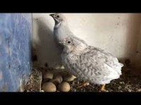 Çin bıldırcını satılık döllü yumurta