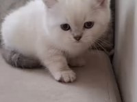 SAFKAN ORJİNAL IRK YAVRU KEDİLERİMİZ
