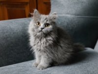 British Longhair Blue
