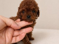 Orijinal Toy Poodle Yavruları