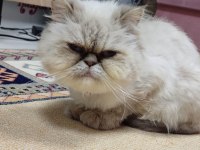 Mama karşılığı ücretsiz sahiplendirme iran kedisi