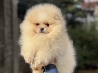 ÜST KALİTE AYICIK SURAT POMERANİAN BOO