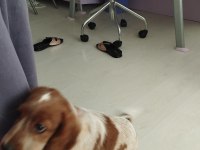 3 aylık cocker