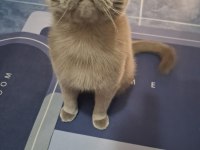 British Shorthair 5 Yaşında Erkek Ankara