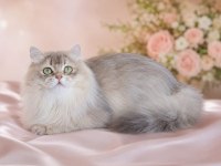 British longhair (BLH) Erkek cana yakın Uysal