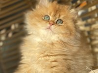 British longhair Ny11-Ny25
