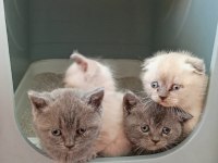 Temiz Irk Safkan British Shorthair Yavrular